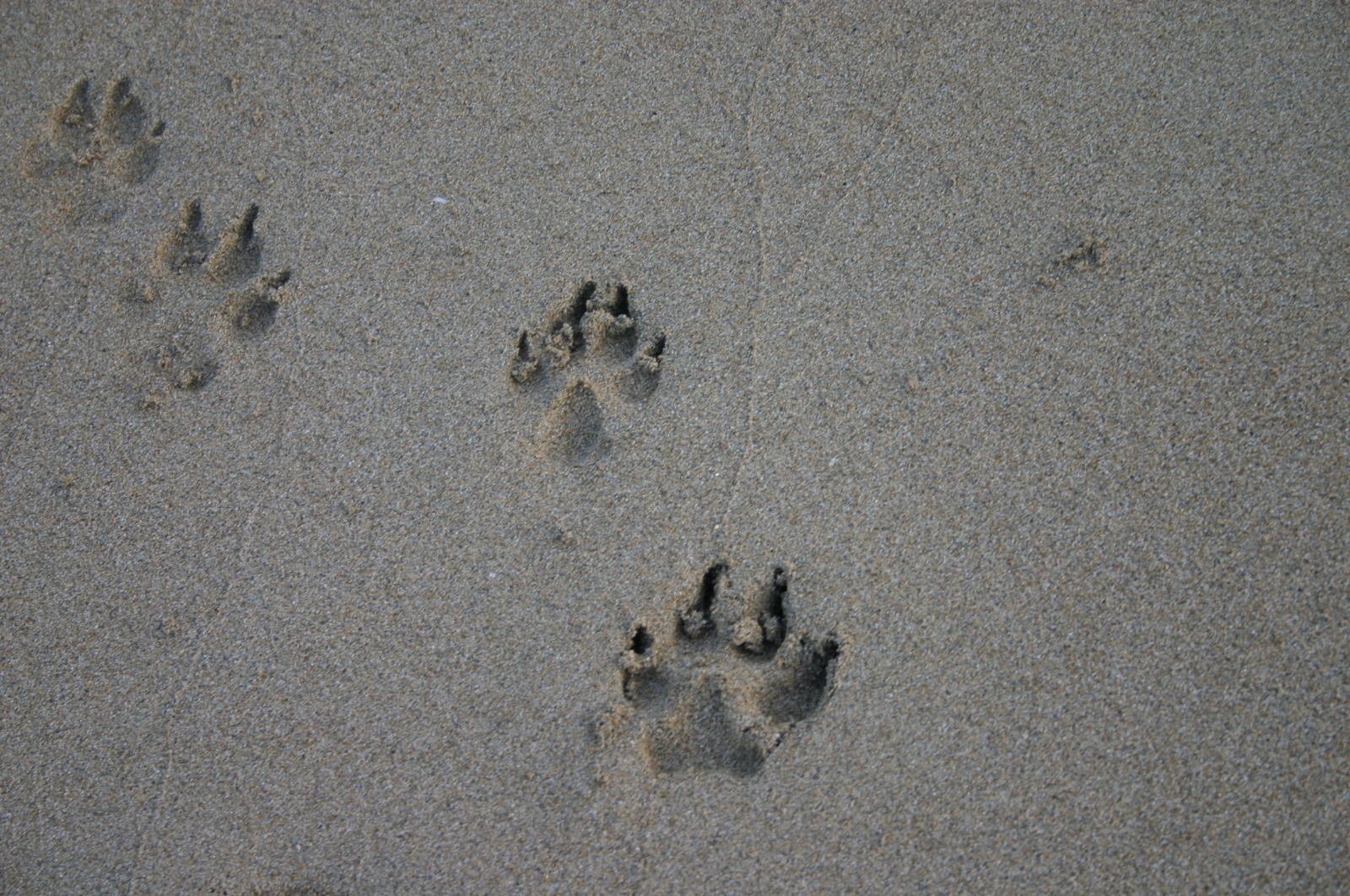 cremazione animali